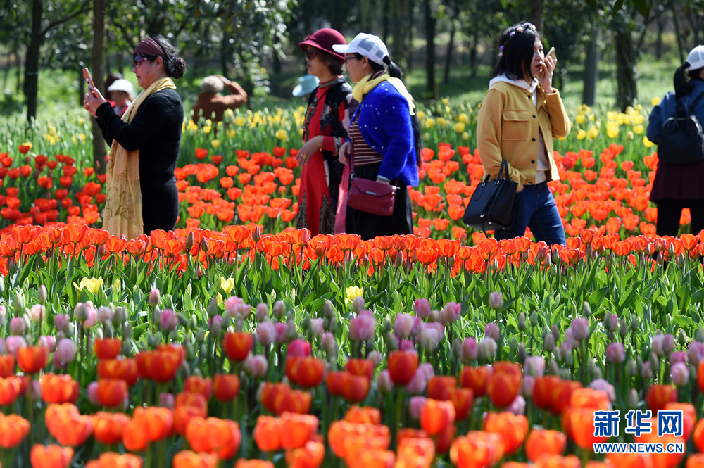 百萬株鬱金香花開重慶太寺埡森林公園