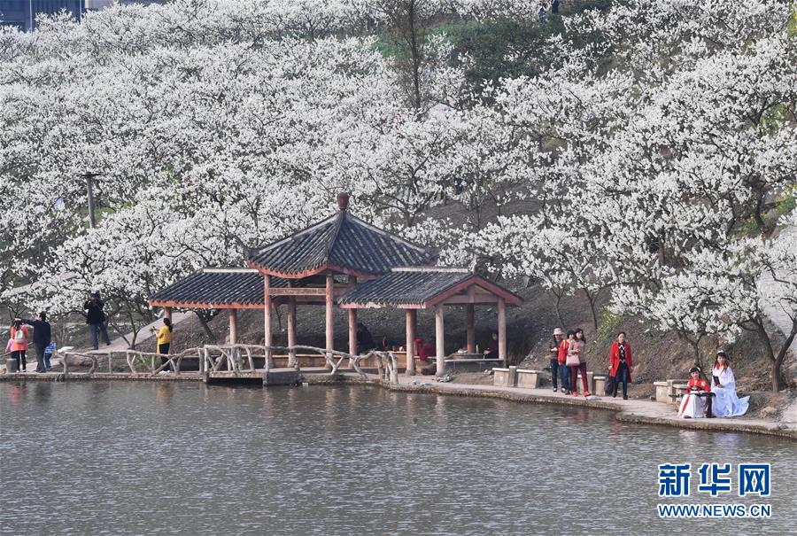 【渝情渝景】重慶：千樹萬樹李花開