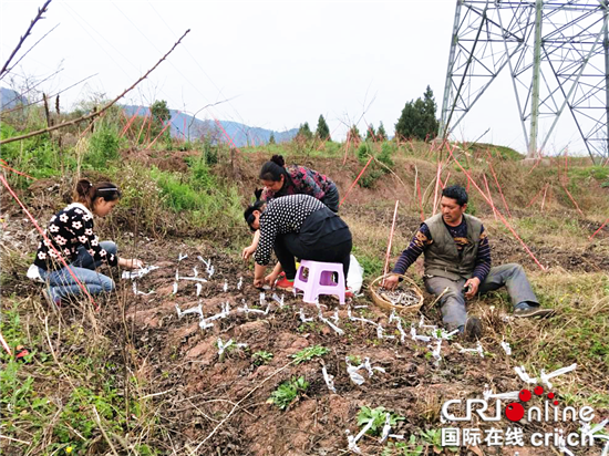 已過審【區縣聯動】【武隆】早春到 武隆祥宇農業吹響春耕生産“集結號”【區縣聯動 列表】武隆祥宇農業吹響春耕生産“集結號”