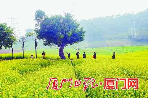 【旅遊 列表】【滾動新聞】【地市 廈門】遊爛漫花海享明媚春光 廈門海滄一年四季可看花