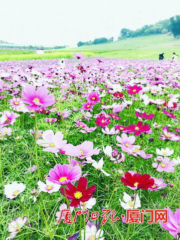 【旅遊 列表】【滾動新聞】【地市 廈門】遊爛漫花海享明媚春光 廈門海滄一年四季可看花