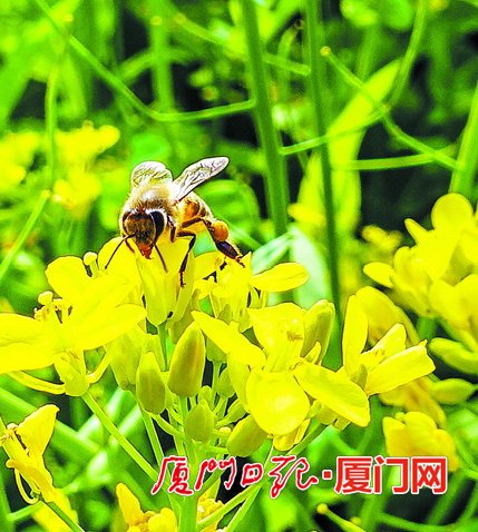 【旅遊 列表】【滾動新聞】【地市 廈門】遊爛漫花海享明媚春光 廈門海滄一年四季可看花