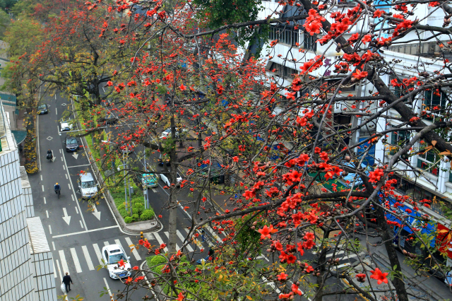 陵園西路木棉競相開放 一片紅紅火火非常壯觀