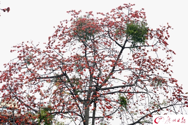 陵園西路木棉競相開放 一片紅紅火火非常壯觀