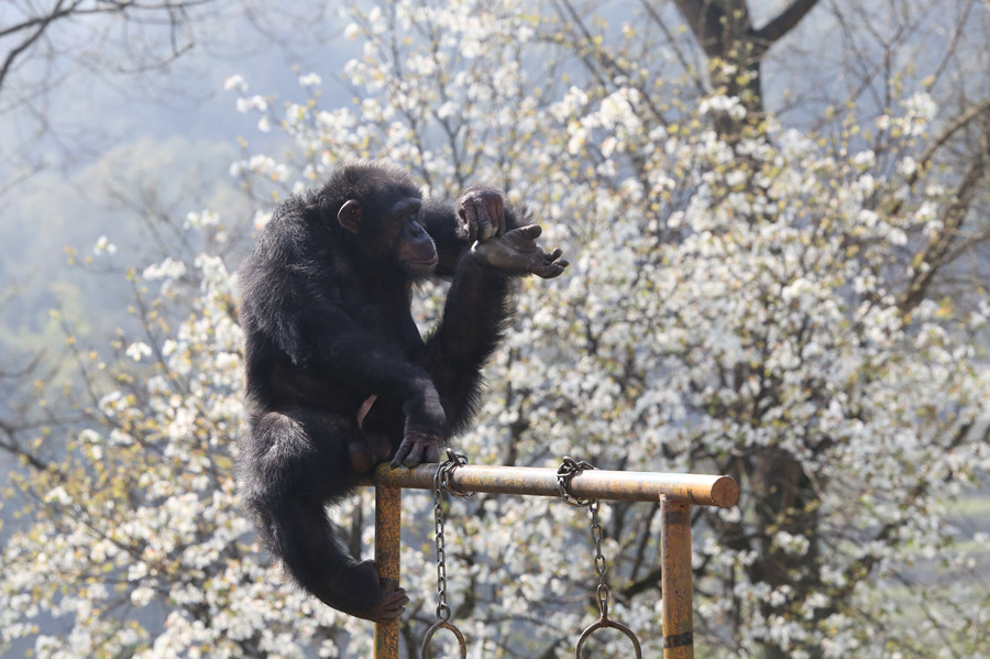 無邊欄【行遊巴渝圖文】春暖花開 樂和樂都野生動物“賞花”姿態百齣