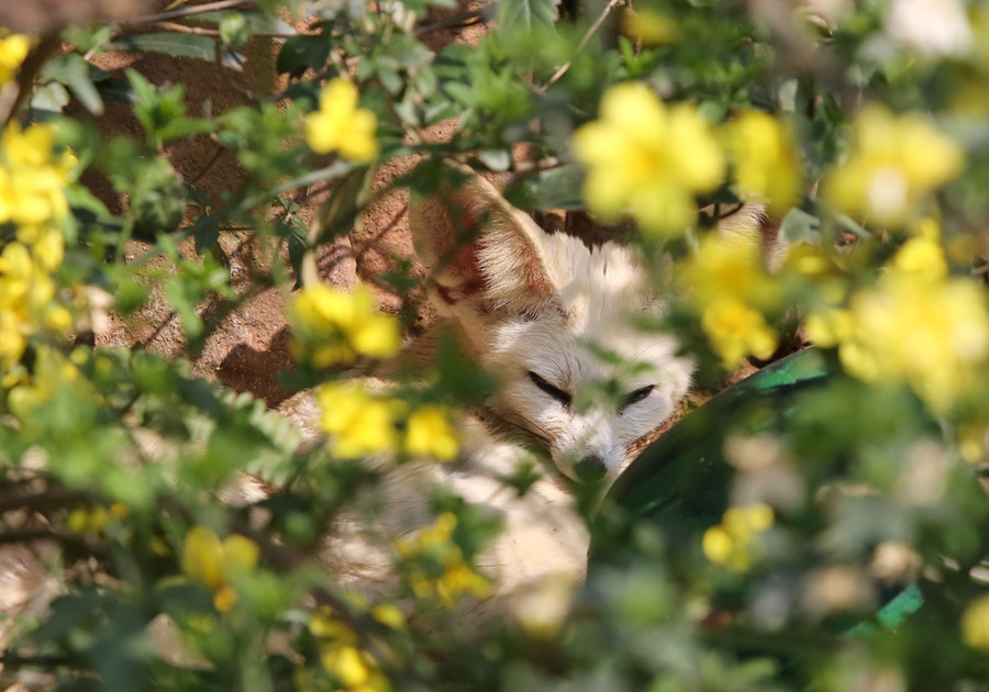 無邊欄【行遊巴渝圖文】春暖花開 樂和樂都野生動物“賞花”姿態百齣