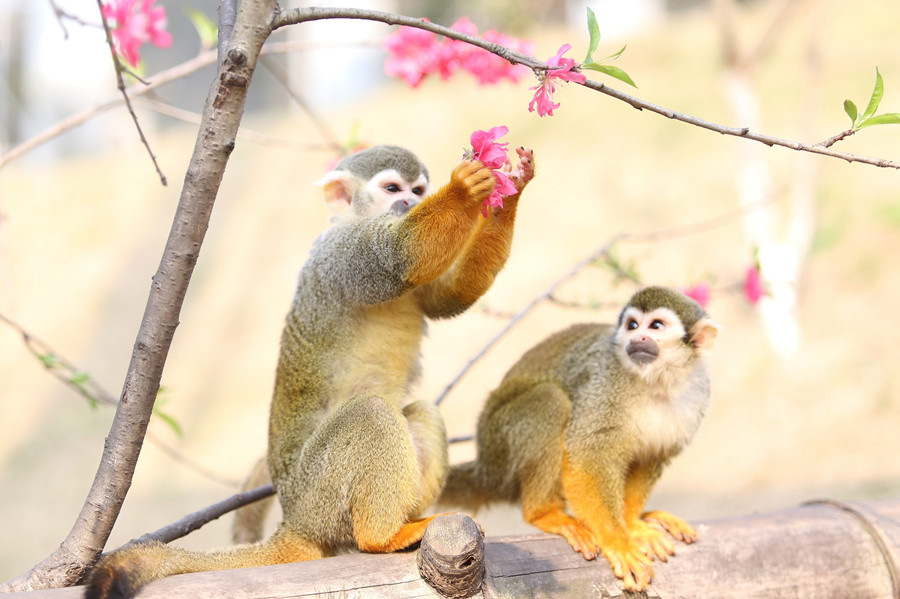 無邊欄【行遊巴渝圖文】春暖花開 樂和樂都野生動物“賞花”姿態百齣