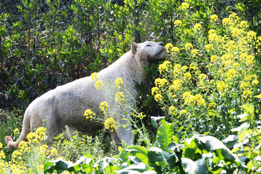 無邊欄【行遊巴渝圖文】春暖花開 樂和樂都野生動物“賞花”姿態百齣
