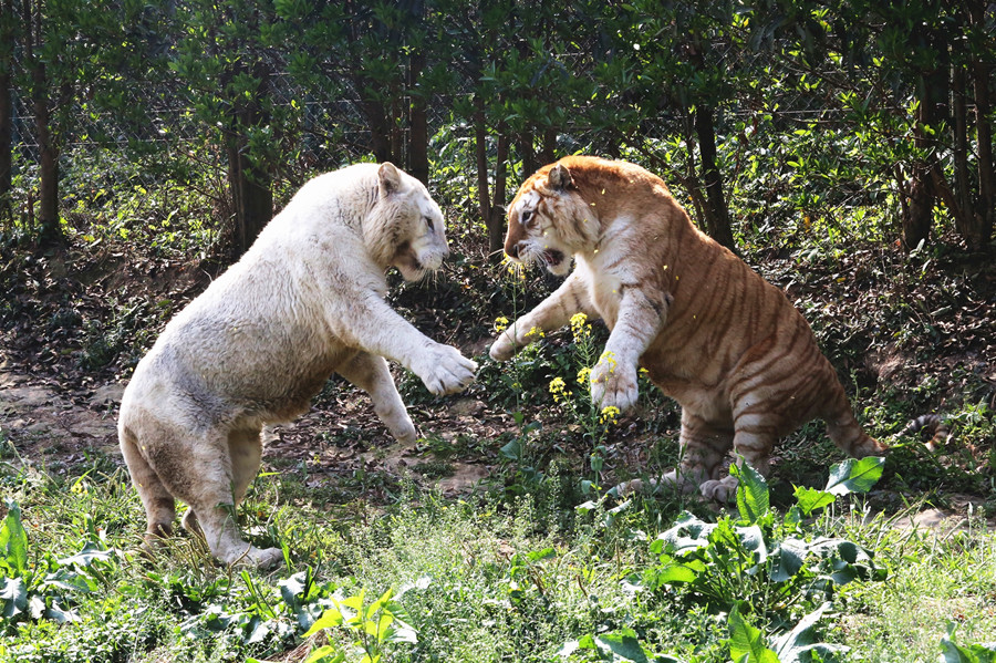 無邊欄【行遊巴渝圖文】春暖花開 樂和樂都野生動物“賞花”姿態百齣