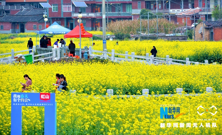 【焦點圖】【移動版 輪播圖】【滾動新聞】航拍泉州虹山油菜花田 感受春天之約