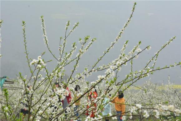 【區縣聯動】【江津】江津區西湖鎮：“雪花”滿天飛 笑迎遊客八方來【區縣聯動　列表】江津區西湖鎮： 笑迎遊客八方來