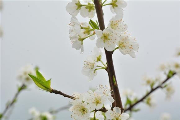 【區縣聯動】【江津】江津區西湖鎮：“雪花”滿天飛 笑迎遊客八方來【區縣聯動　列表】江津區西湖鎮： 笑迎遊客八方來