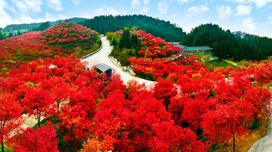 急稿【區縣聯動】【巴南】重慶近郊遊成熱門 巴南“紅楓林”驚艷綻放【區縣聯動 列表】巴南“紅楓林”綻放 春季是最佳觀賞期
