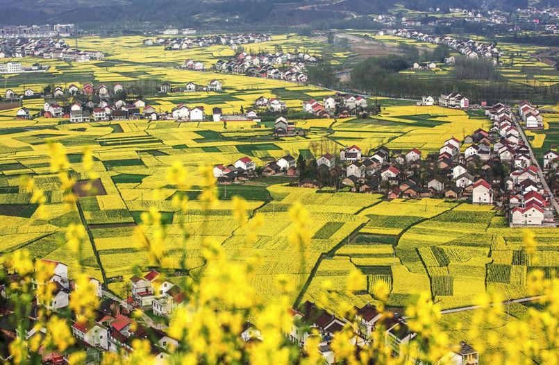 【專題 三國聖地 美麗勉縣  CRI多餘報道 韓語】삼국의 성지, 유채화 관광지로