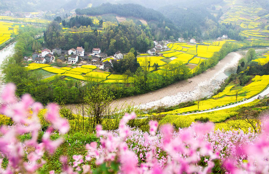 【專題 三國聖地 美麗勉縣 CRI多語報道 日語】三國の聖地で菜の花に魅了＝陝西省勉県