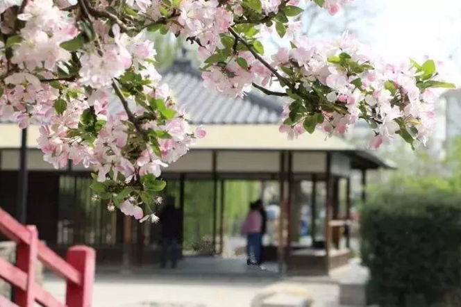 津城這些遊玩線路 可以邊騎單車邊賞花