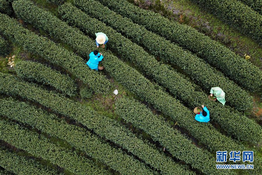 杭州：西湖龍井採摘忙 産量平穩品質提升