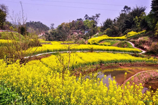 【CRI專稿 列表】重慶羊鹿山景區首屆油菜花文化旅遊節開幕