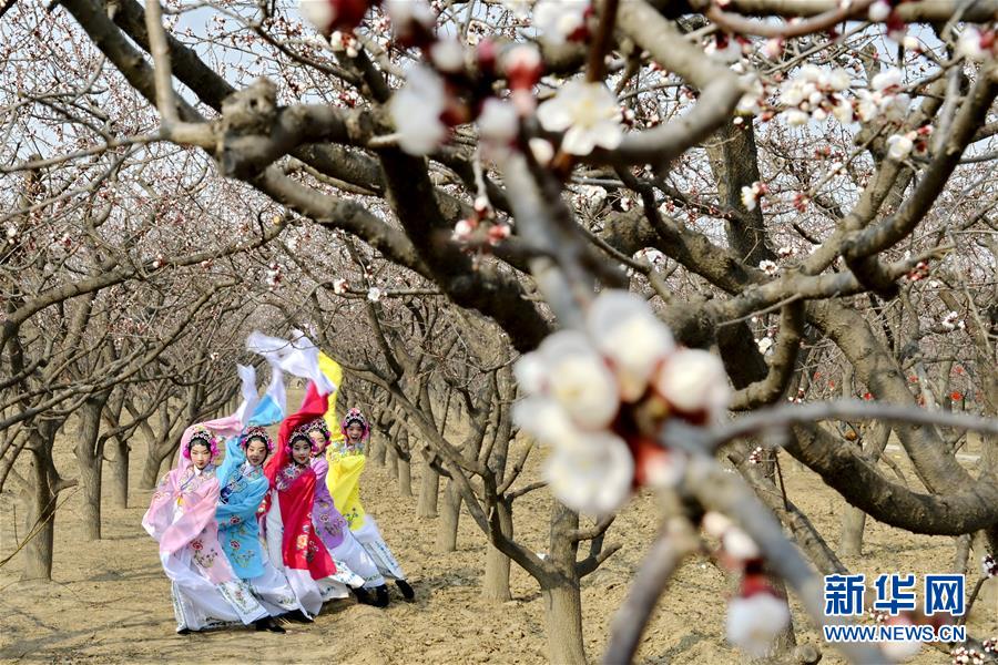 河北巨鹿：杏花開放迎客來