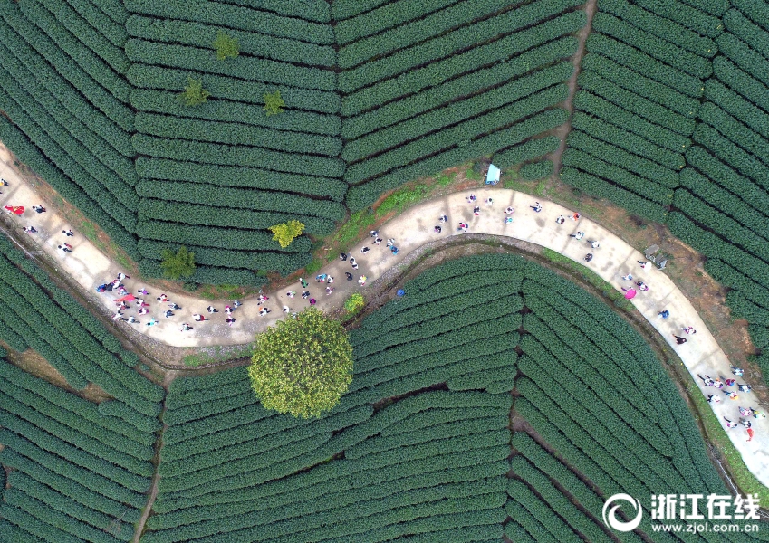 杭州：徒步萬畝茶園 暢遊美麗鄉村