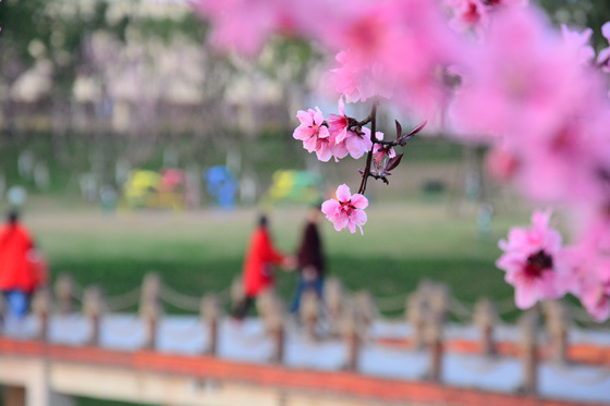 【行遊巴渝 標題摘要】賞花地圖出爐 快到梁平這座花園城市採擷春光