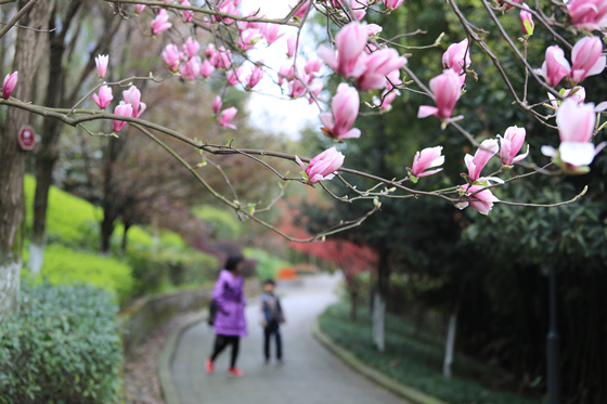 【行遊巴渝 標題摘要】賞花地圖出爐 快到梁平這座花園城市採擷春光