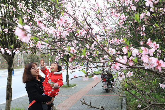 【行遊巴渝 標題摘要】賞花地圖出爐 快到梁平這座花園城市採擷春光