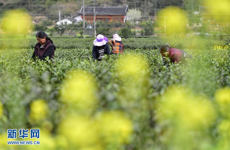 【焦點圖】【大美荊楚·靈秀湖北】【恩施】湖北恩施：白茶開採農家樂