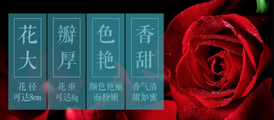 中街1946玫瑰單品，引爆舌尖上的甜蜜