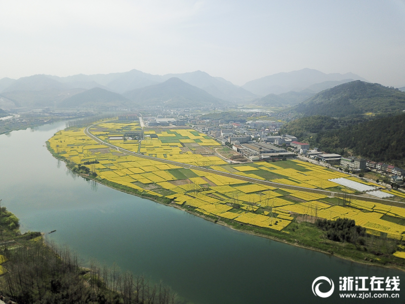 桐廬：碧水黃花競春色