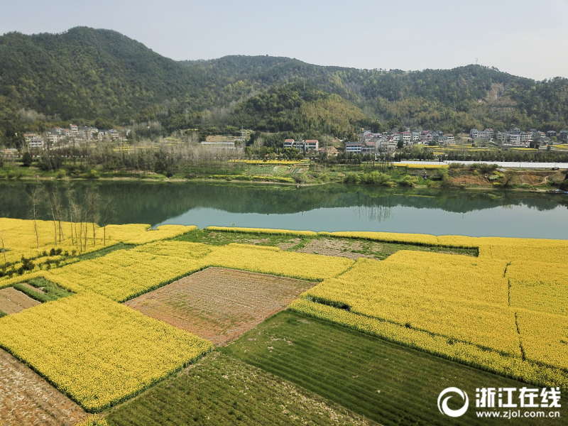 桐廬：碧水黃花競春色