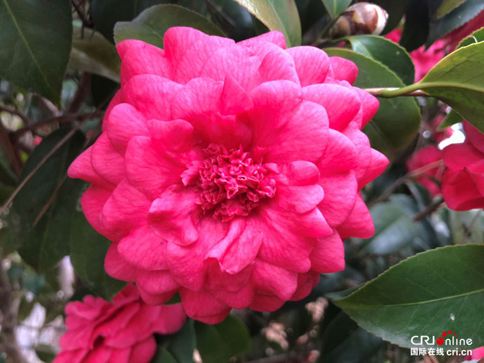 湖北麻城在法國獲評 “國際傑出茶花園”