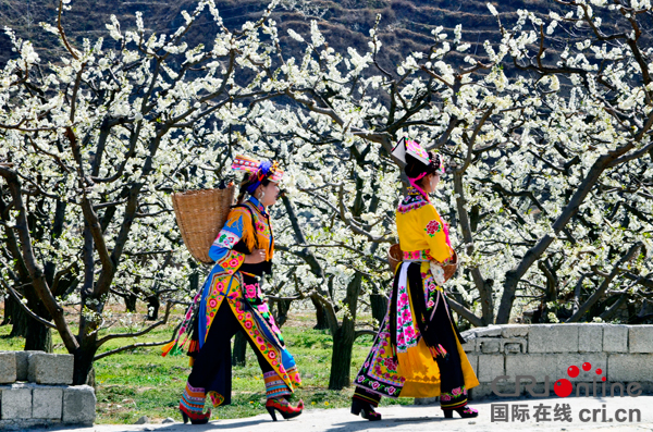“三月相聚春賞花 五月相約夏摘果” 2018四川茂縣萬畝脆李花采風行活動啟動
