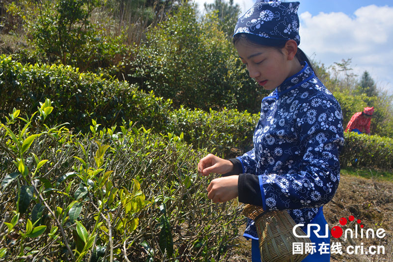 【china news APP】【cri看福建 列表】【國際在線城市頻道】永泰舉行首屆綠茶春茶開採節 助力鄉村經濟旅遊發展