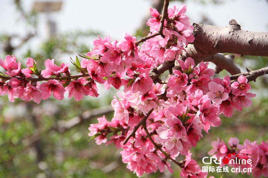 【原創】【即時新聞】【移動版】【CRI看山西-列表】【焦點圖】【首頁標題】運城百花節開幕 遊客樂享多彩賞花活動【內容頁標題】百花綻放 爭奇鬥艷：運城美麗鄉村百花節開幕
