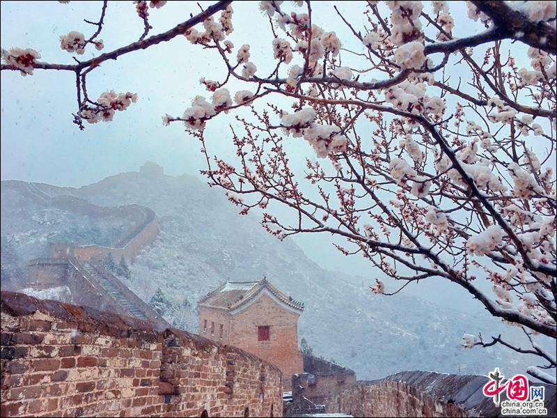 金山嶺長城，一場杏花春雪如墜入畫中仙境