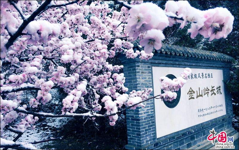 金山嶺長城，一場杏花春雪如墜入畫中仙境