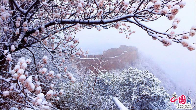 金山嶺長城，一場杏花春雪如墜入畫中仙境