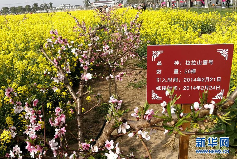 特寫：“兩岸桃”花開上海浦東