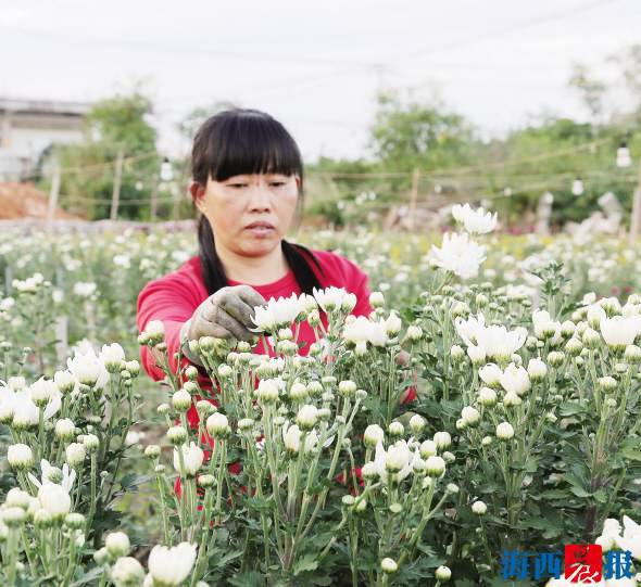 【高清圖2】【滾動新聞】花店菊花訂單逐年增多 文明祭掃新風“捧紅”菊花