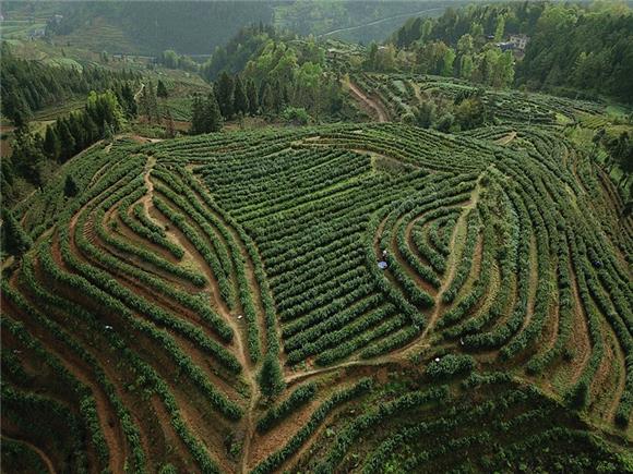 【渝情渝景】酉陽：茶農“畫中”採茶忙