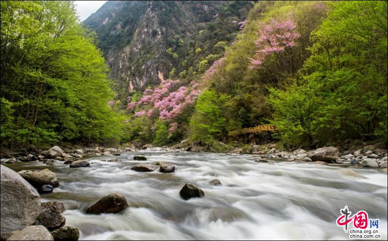 四川青川唐家河紫荊花現已綻放並開啟賞花模式