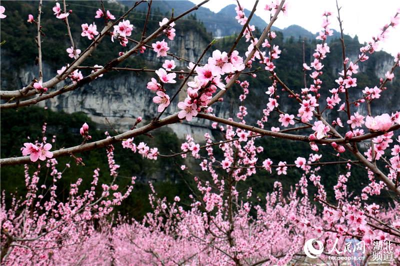 【大美荊楚·靈秀湖北】【焦點圖 第三張做封面】【恩施州】【主頁標題】湖北鶴峰：大山深處桃花開【內容頁標題】湖北鶴峰：大山深處桃花開 引得八方遊人來