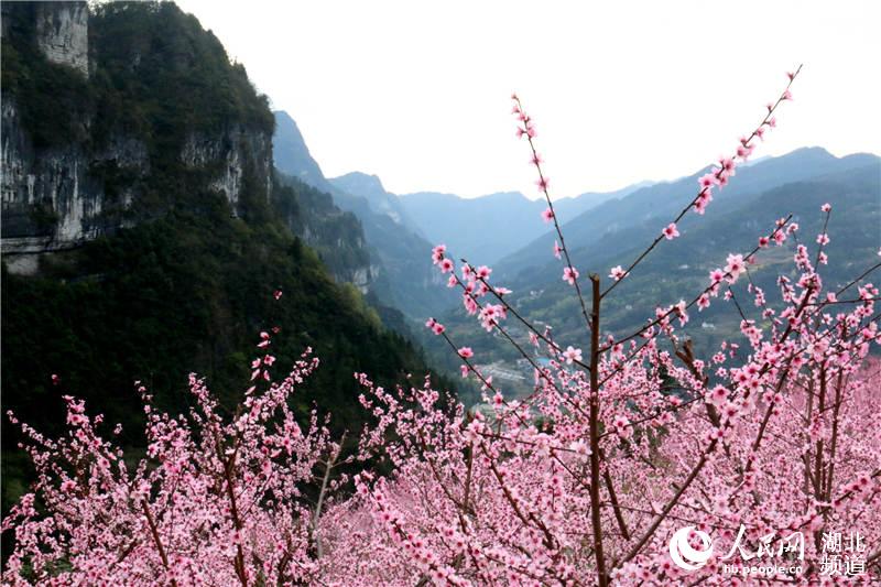 【大美荊楚·靈秀湖北】【焦點圖 第三張做封面】【恩施州】【主頁標題】湖北鶴峰：大山深處桃花開【內容頁標題】湖北鶴峰：大山深處桃花開 引得八方遊人來