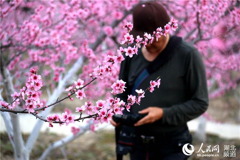 【大美荊楚·靈秀湖北】【焦點圖 第三張做封面】【恩施州】【主頁標題】湖北鶴峰：大山深處桃花開【內容頁標題】湖北鶴峰：大山深處桃花開 引得八方遊人來