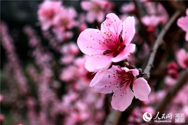 【大美荊楚·靈秀湖北】【焦點圖 第三張做封面】【恩施州】【主頁標題】湖北鶴峰：大山深處桃花開【內容頁標題】湖北鶴峰：大山深處桃花開 引得八方遊人來