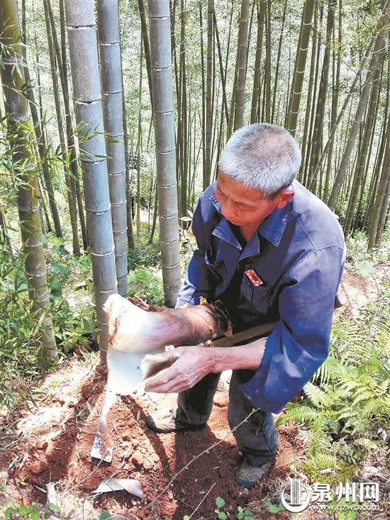 肩挑手提出山難 東溪侖村數萬斤春筍養深閨