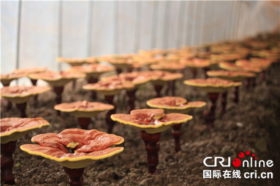 【CRI專稿】重科院重慶市生物技術研究所科研新成果報告會成功舉辦