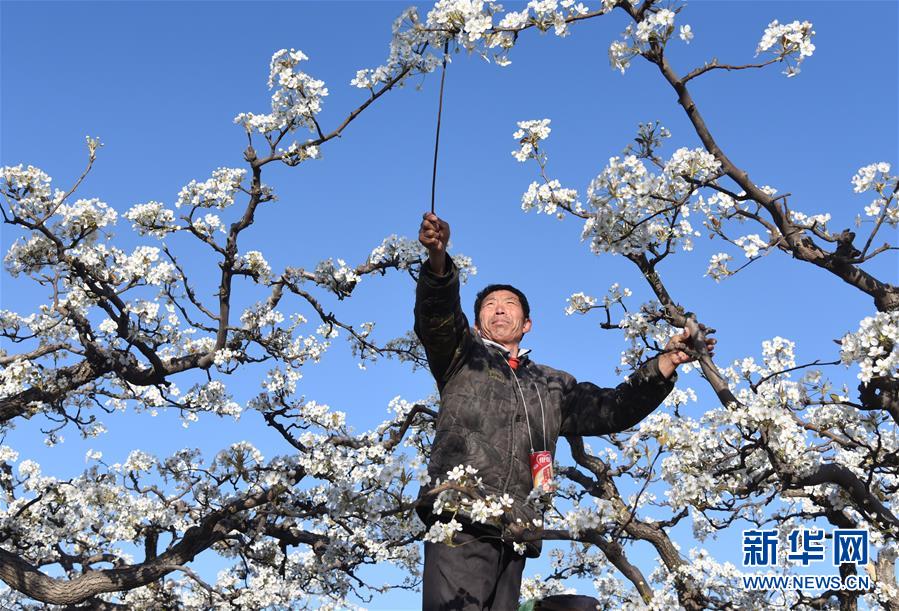河北：梨花爭艷授粉忙