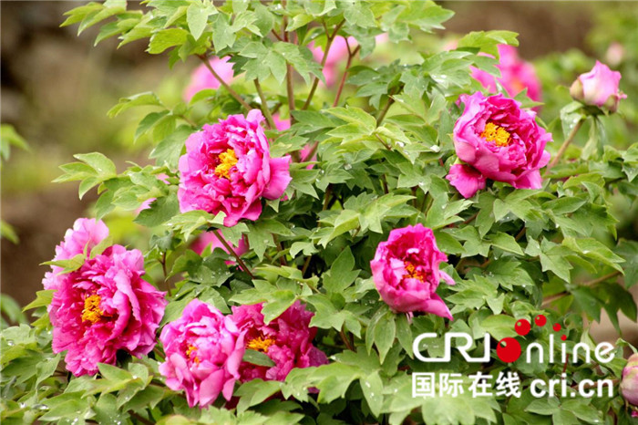 【CRI原創】【十堰】湖北鄖西將舉行首屆牡丹節